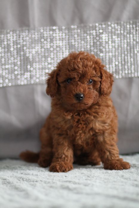 ***Pudel Toy/Miniaturowy Red Badania***