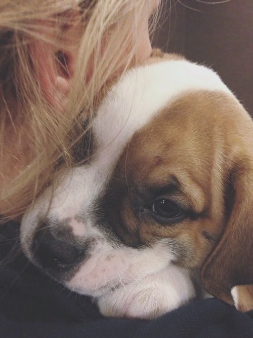 Маленькі Джек Рассели – чарівні та грайливі