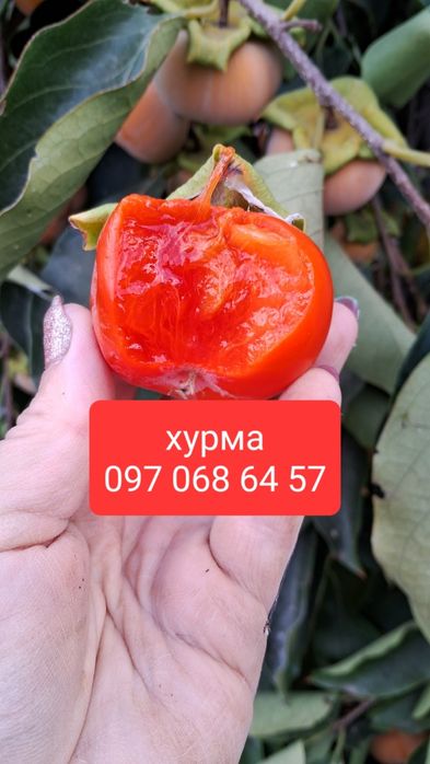 Хурма саджанці. Комплект 3 шт. Морозостійкі. Солодкі .