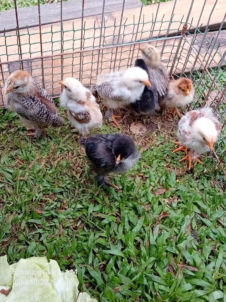 Para mudar de capoeiro  pintinhos Brahma com  20 dias