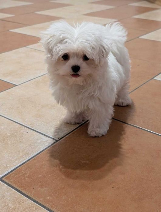 Maltańczyk miniaturka