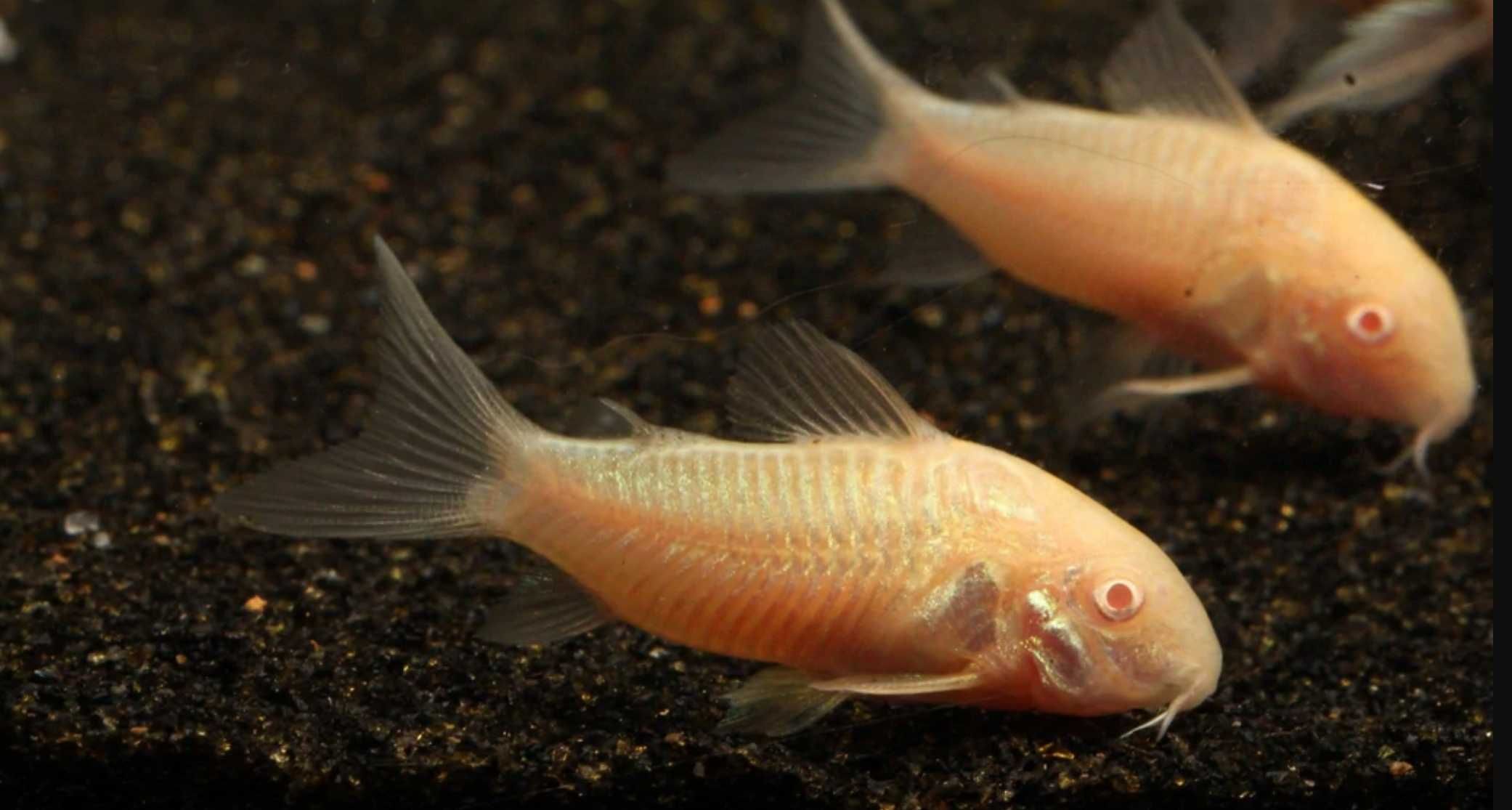 Kirysek spiżowy odmiana ALBINOTYCZNA - Corydoras - Kirys albinos