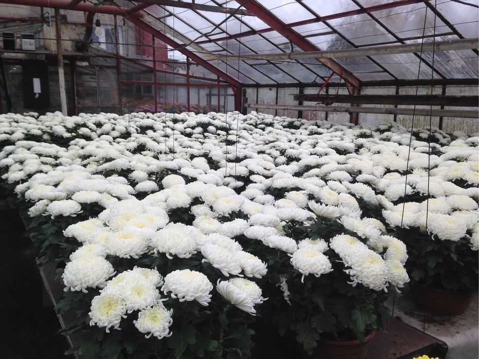 Chryzantemy wielkokwiatowe