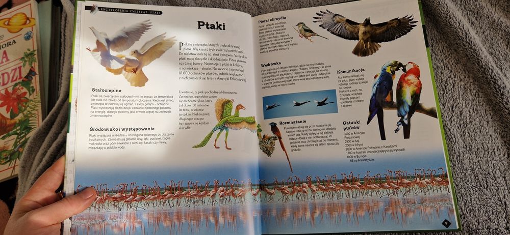 Encyklopedia zwierząt ptaki