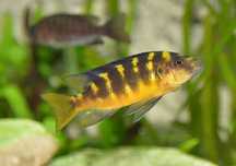 GB MALAWI Pyszczak szerszeń/crabro (Pseudotropheus crabro)