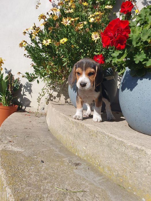 Beagle   slicze piesek