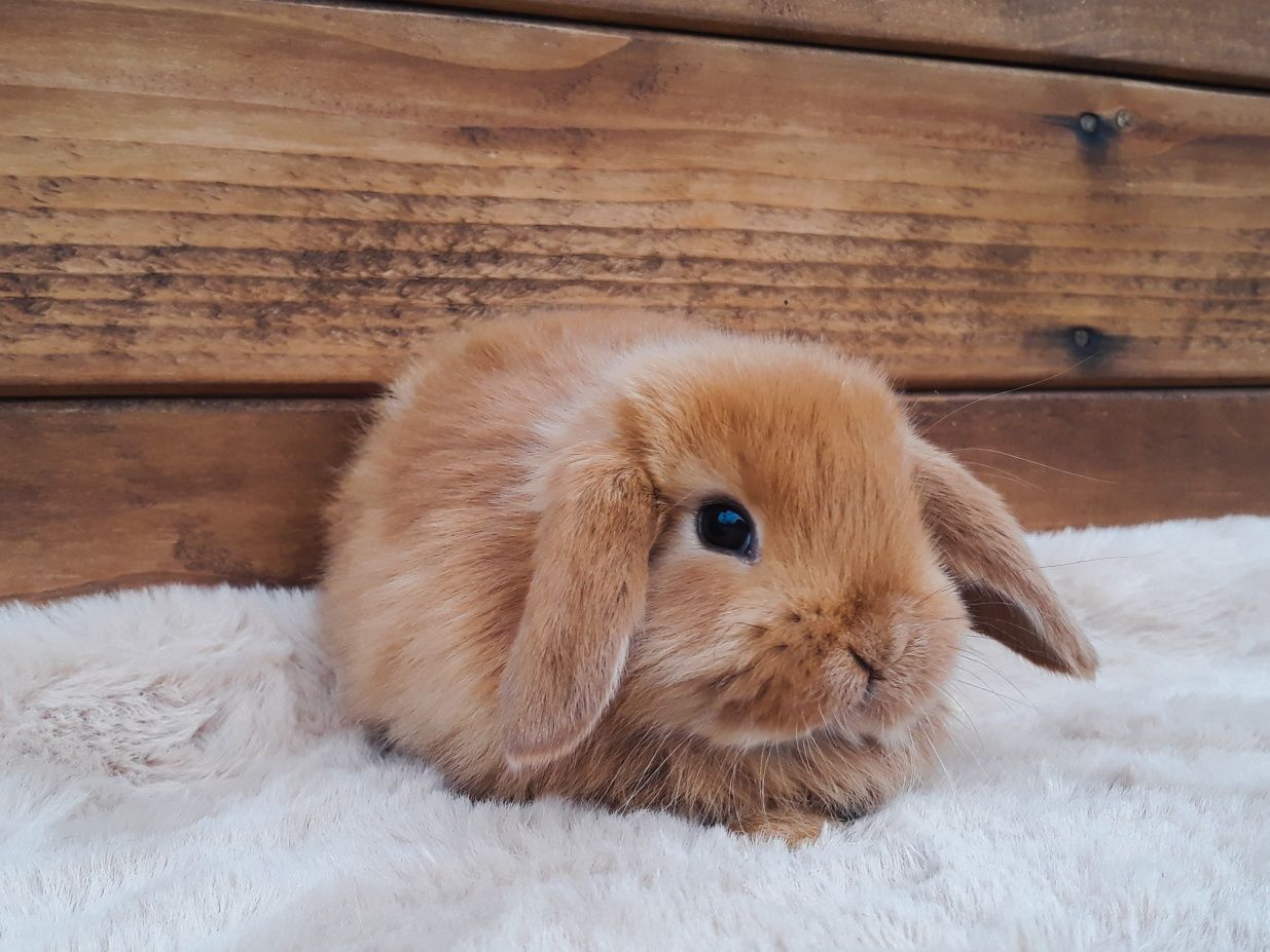 Królik karzełek baranek czerwony mini lop