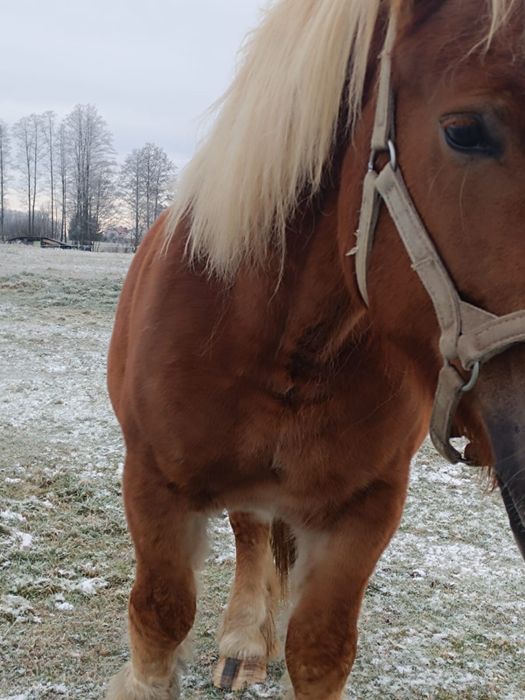 Klacz sokolska źrebna