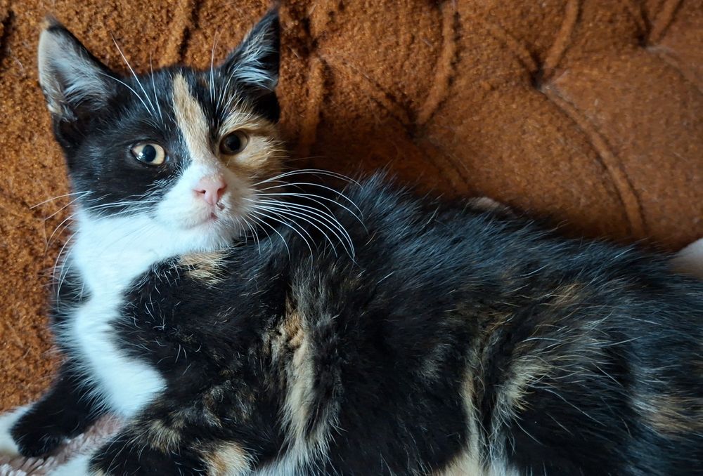 Basia- kotunia szuka stałego domku