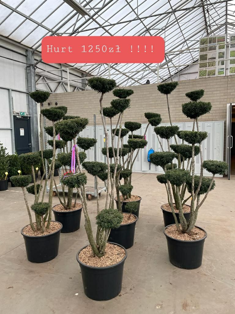 Laurowiśnia 70-80cm Wierzba Pleciona Tuja klon katalapa cis Bonsai