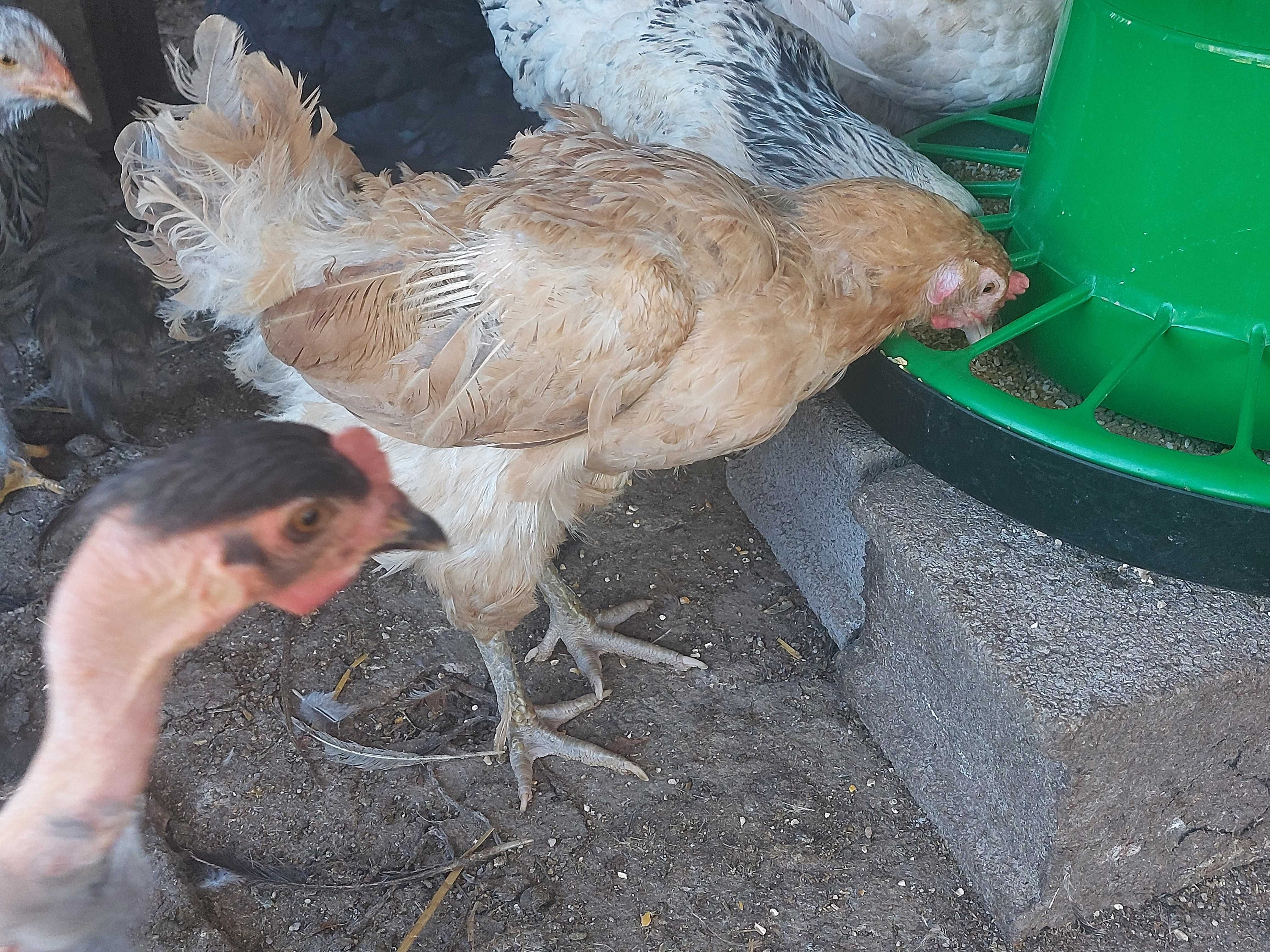 Galinhas de 6 meses a 2 anos