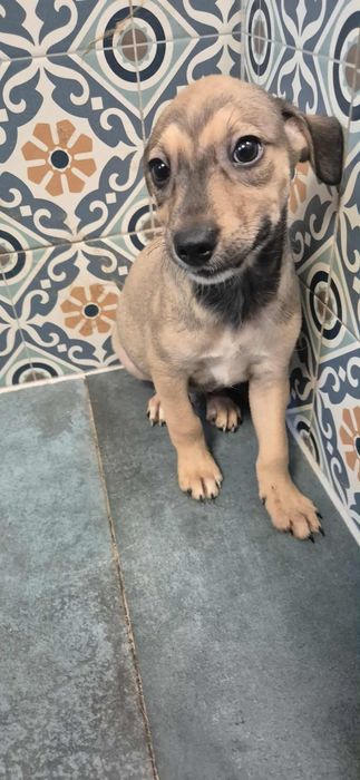 Szczenięta do odppowiedzialnej adopcji