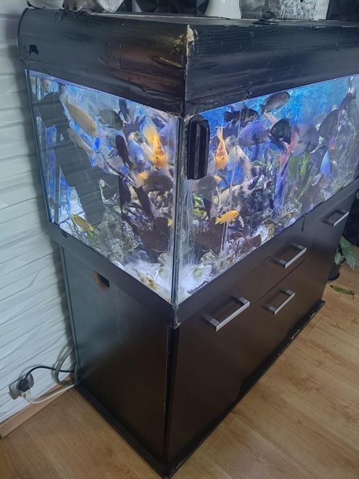 Akwarium 360 l z rybkami