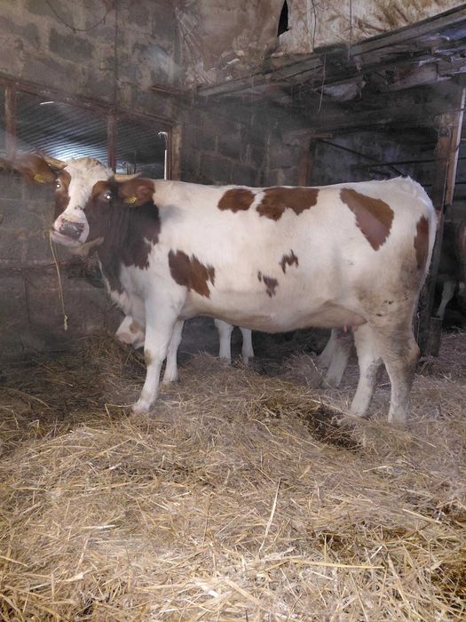 Sprzedam jałówke wysokocielną