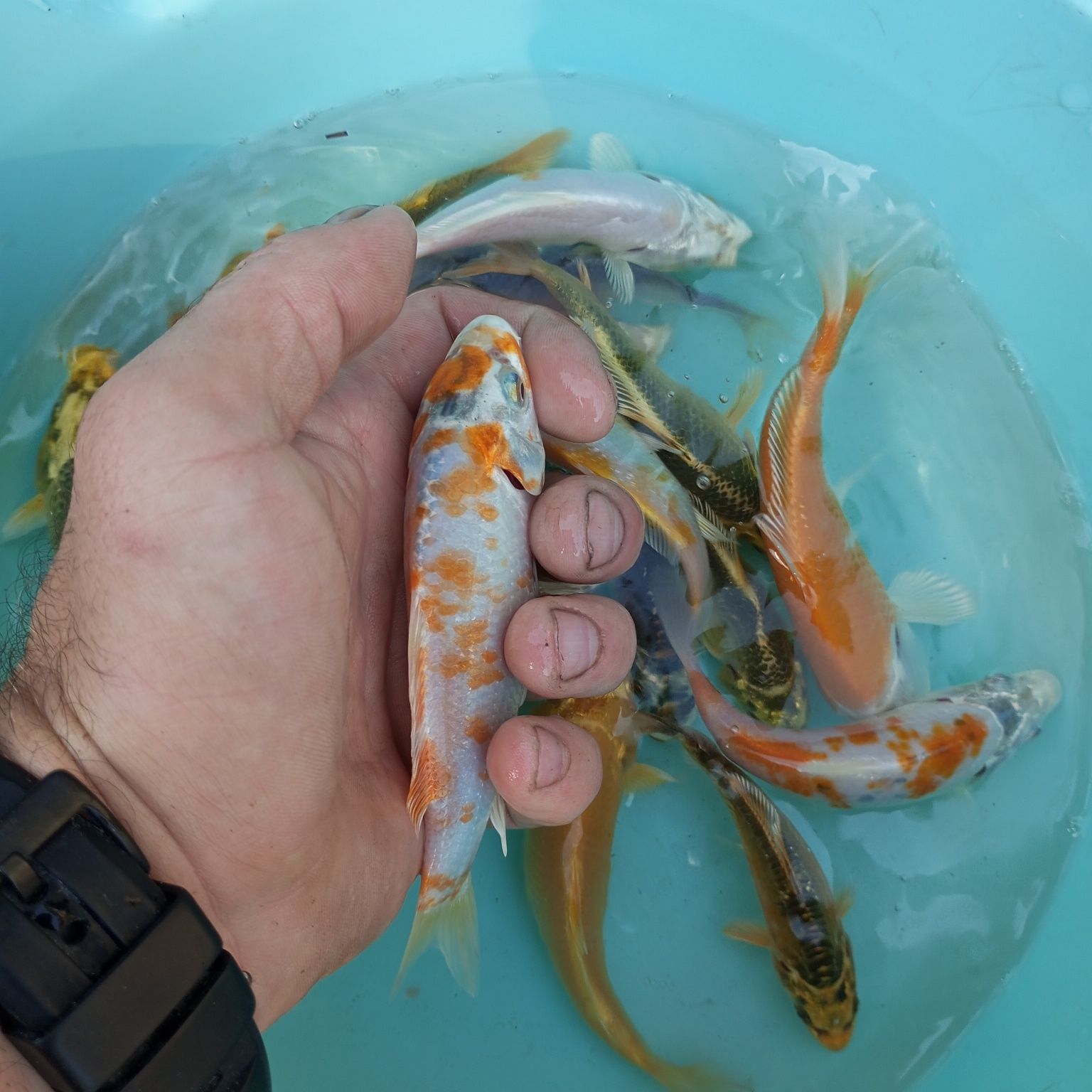 Karp Koi w sprzedaży