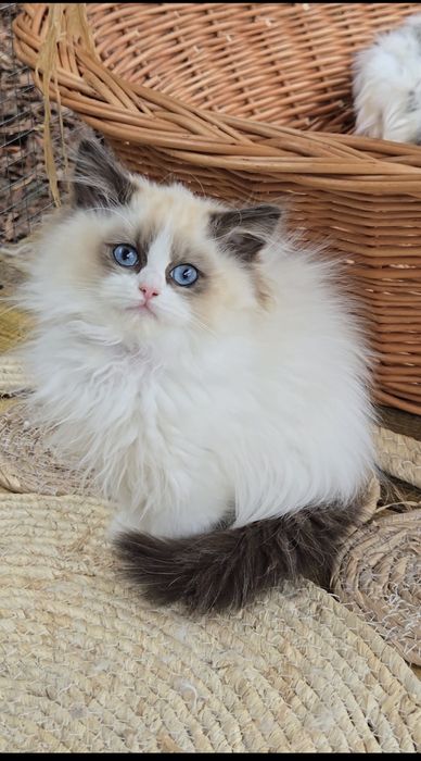 Przesłodka kotka Ragdoll Jadwiga Na Kujawach*PL