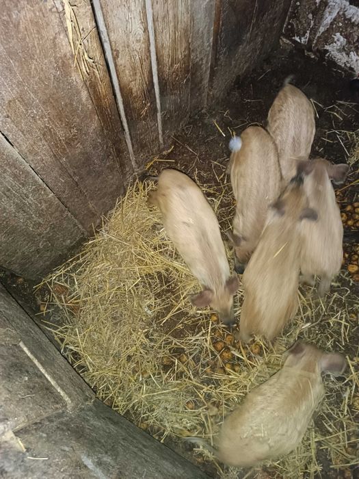 Sprzedam prosięta Mangalica Węgierska