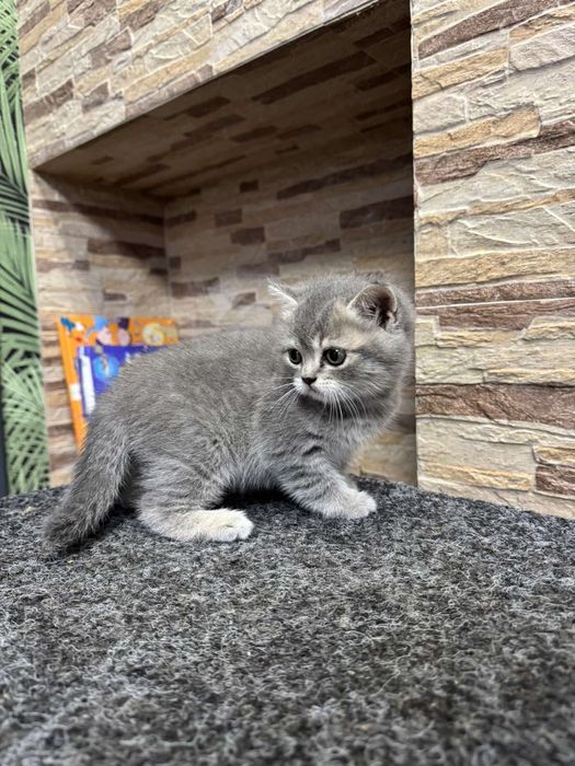 Продам британську дівчинку