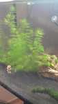Ceratophyllum demersum