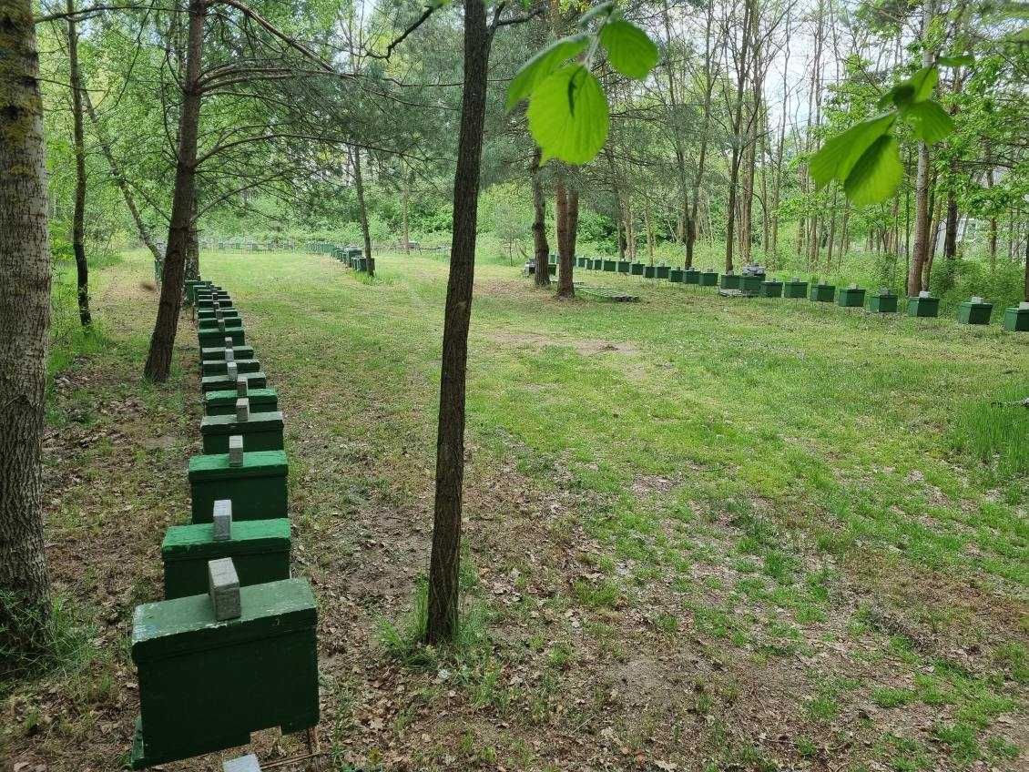 Odkłady pszczele,Wielkopolska Hoffmanowska,Krainka Hinderhofer,WYSYŁAM