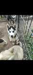Ostatnia suczka Syberian husky