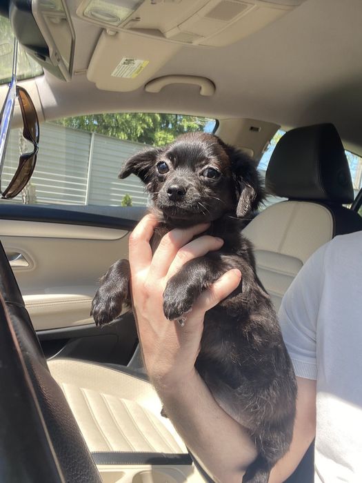 Чіхуа гарна дівчинка