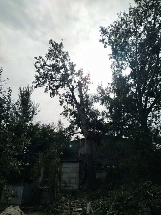 "ОБРІЗКА ДЕРЕВ"
*Зрізання аварійних дерев
*Обрізка сухих та гнилих гіл