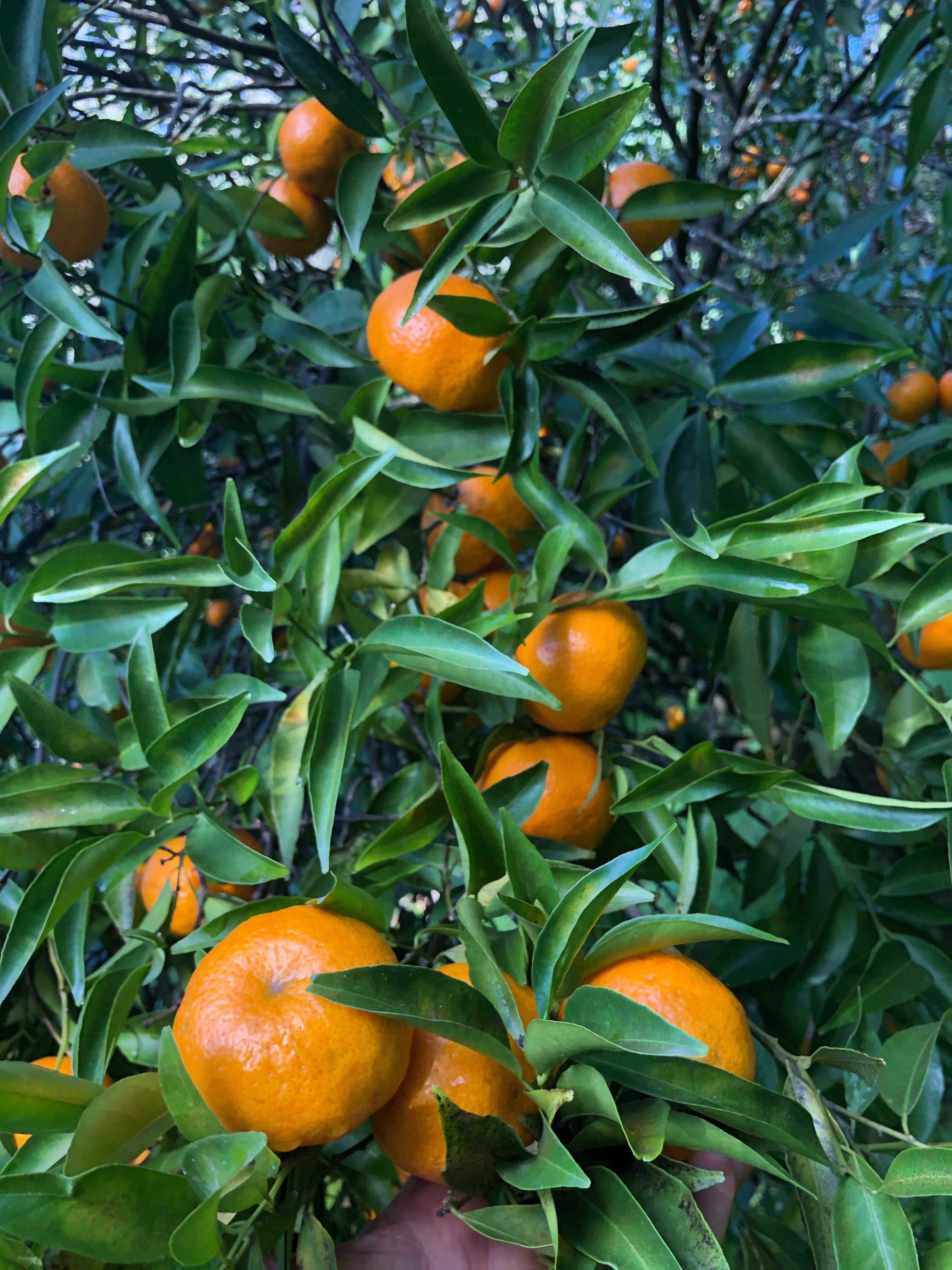 Cítricos Orgânicos: Tangerina, Laranja, Clementina