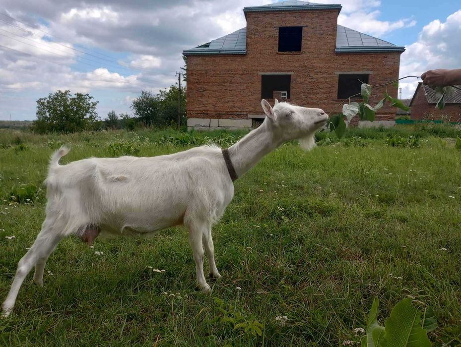 коза зааненської породи . вік - 3 роки