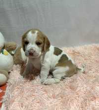 Beagle tricolor SUNIA z rodowodem ZHPR UCI