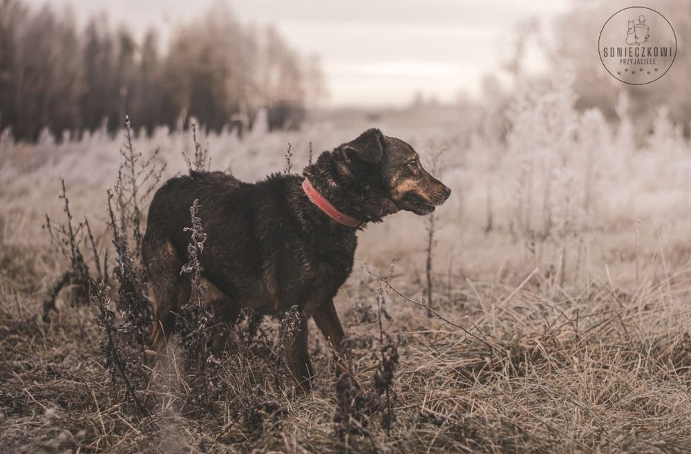 Seniorek Struś do adopcji