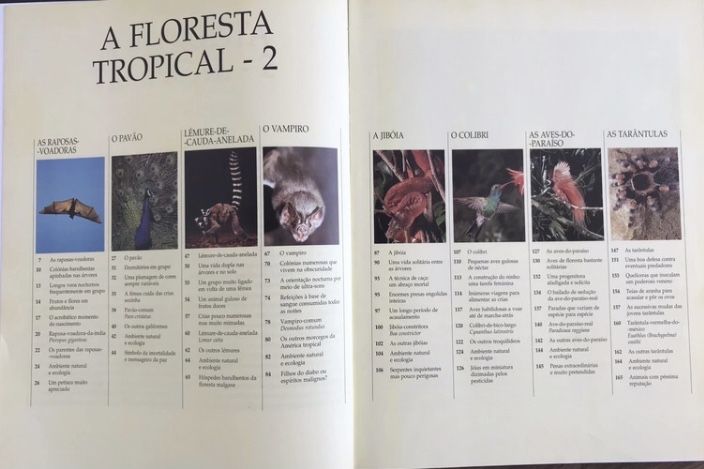 Animais da floresta tropical 2