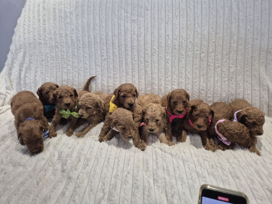 Goldendoodle f1b standard red-brown red