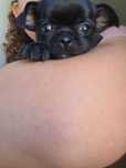 Chiuaua mini femea