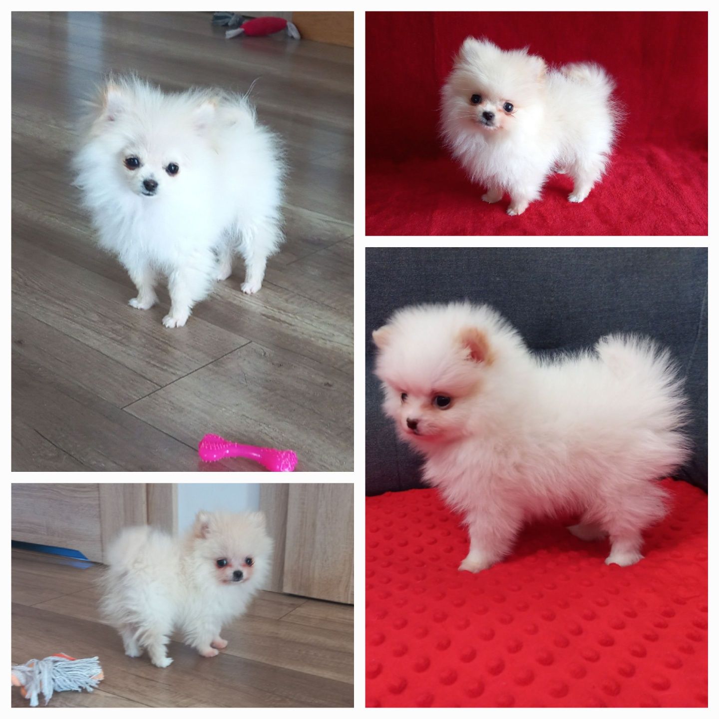 Szpic miniaturowy pomeranian mini