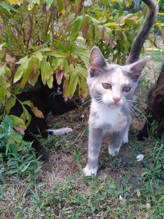 Кошенята в добрі руки