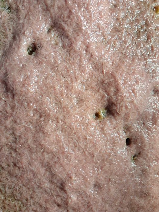 червь трубочник червь трубочник.Tubifex tubifex ТРУБКОВИК