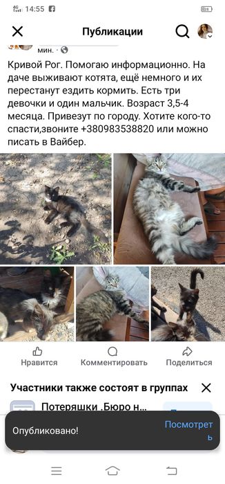 Симпатичные котята даром. Кот. Кошка. Котенок бесплатно