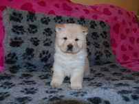 Suczka chow chow
