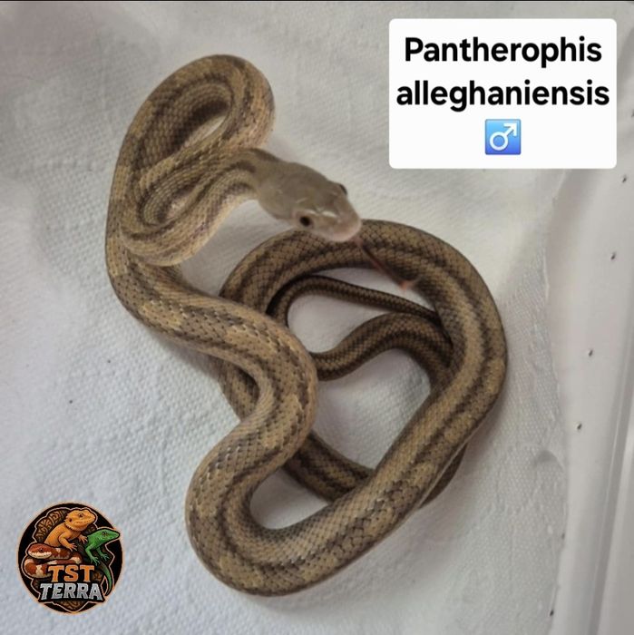 Węże zbożowe/mahoniowe/smugowe