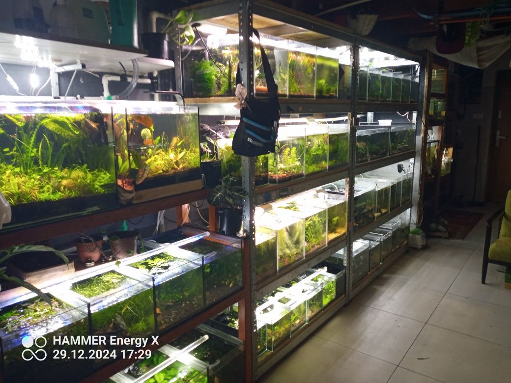 Akwarium ,Terrarium ,vivarium ,oczko wodne ,las w sloiku ...