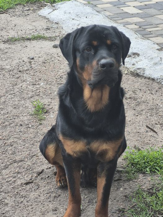 Шукаємо кохання для нашого Ромео!