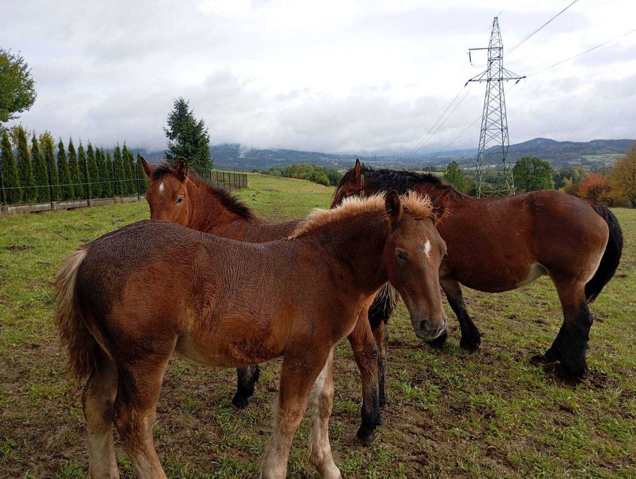 Ogierki zimnokrwiste typ sztum
