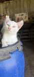 Dou gatinhos bebes