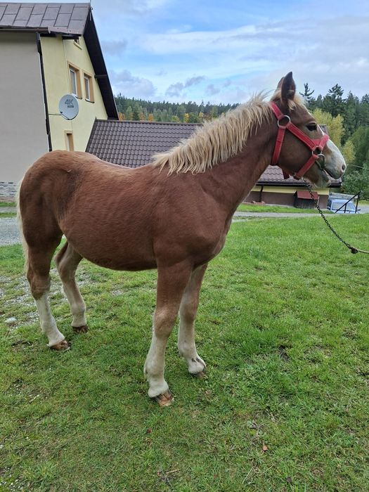 Sprzedam ogierka zimnokrwistego