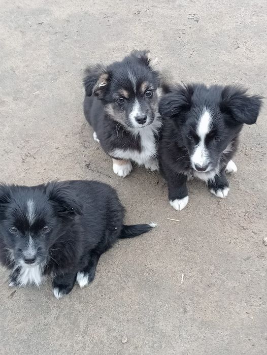 Віддам у добрі руки цуценят, можлива доставка по Подільському району