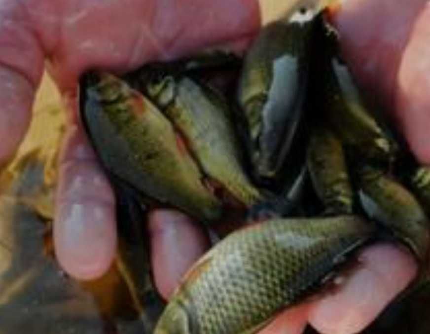 Продам живу рибу раки