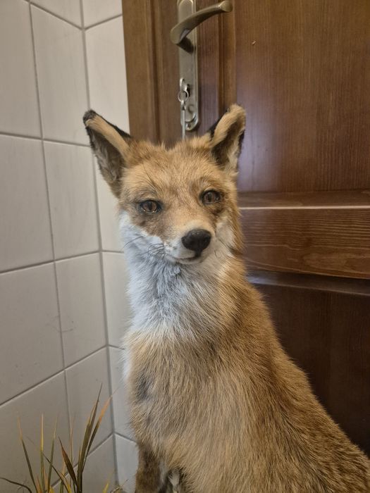 Lis spreparowany lisy lisek wypchany