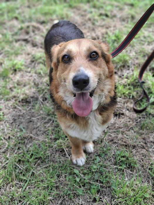 Oddam za darmo- do adopcji: Radosny Tymek szuka domu