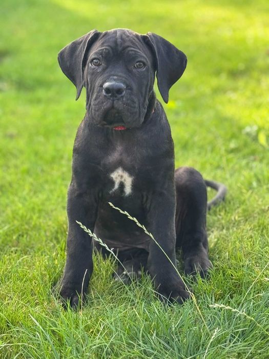 Cane Corso ZKwP/FCI  Marley
